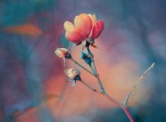 姓安霸气的女孩名字