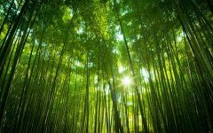 生辰八字起名：辰时出生的女宝宝怎么样起名，五行缺什么