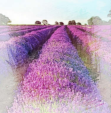 梦见粉花　周公解梦之梦到粉花