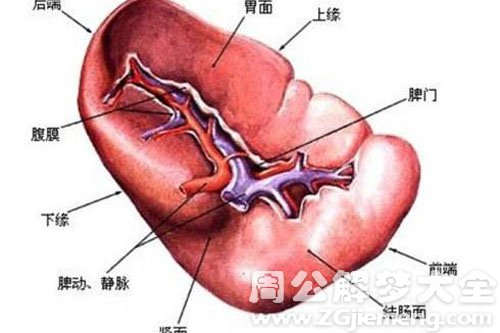 【梦见脾脏】
