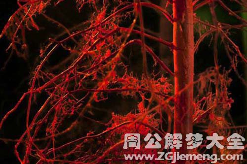 【梦见血管】